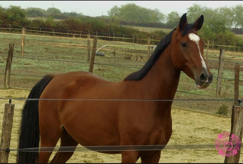 Mare French Saddle Pony For sale 2022 Bay