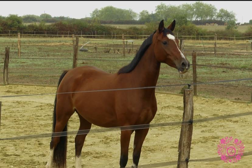 Mare French Saddle Pony For sale 2022 Bay