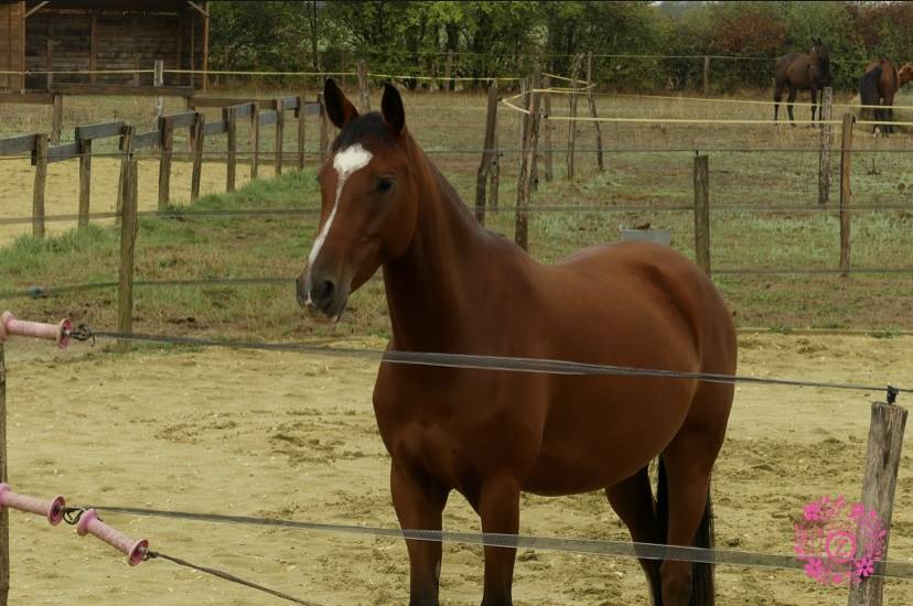 Mare French Saddle Pony For sale 2022 Bay