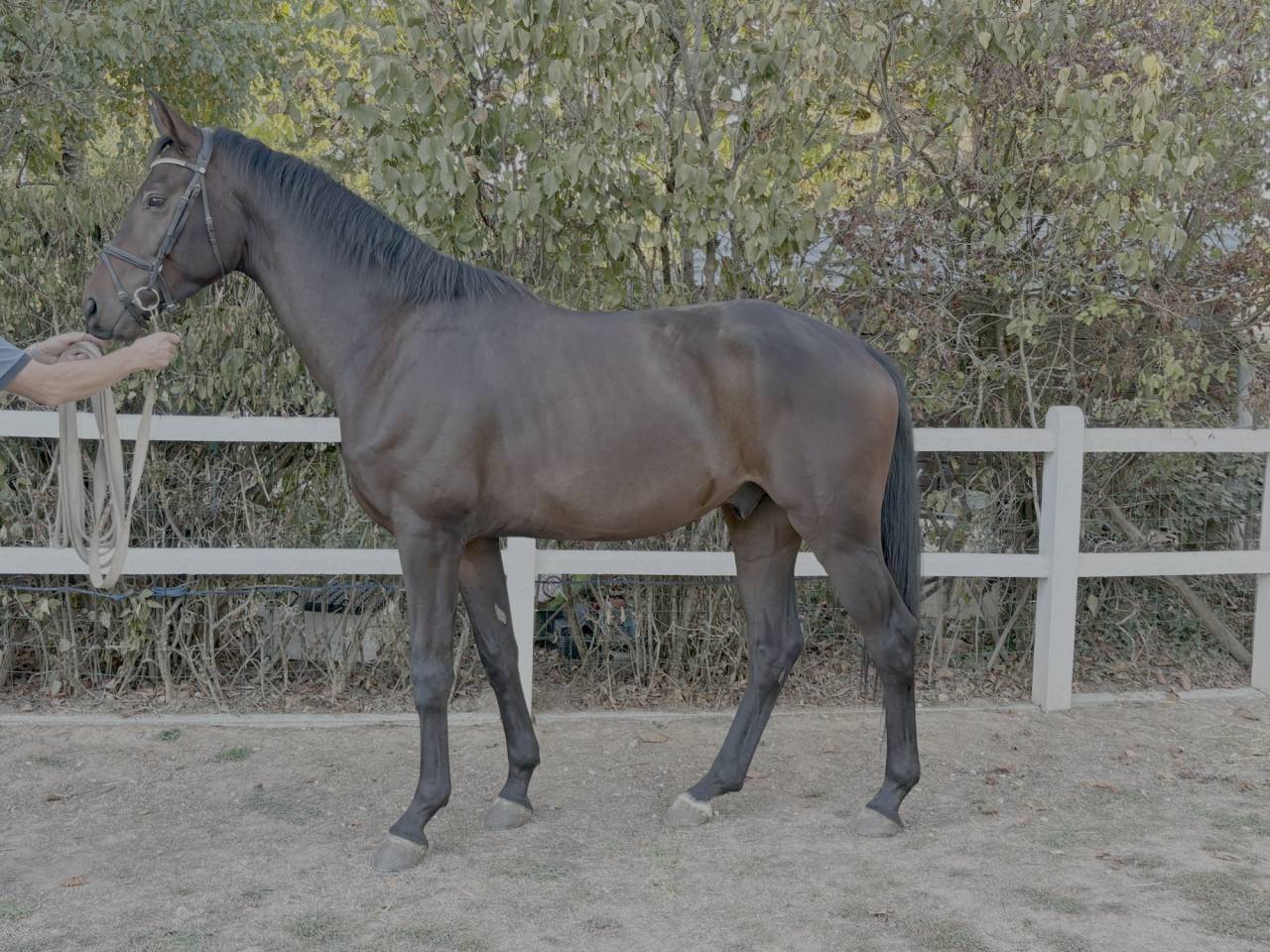 Gelding Westphalian  For sale 2022 Bay