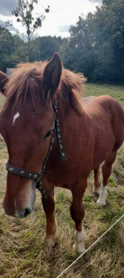 Colt Breton Heavy Draft For sale 2026 Chesnut