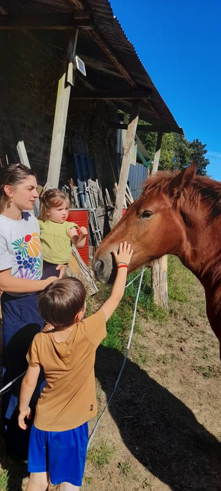 Colt Breton Heavy Draft For sale 2026 Chesnut