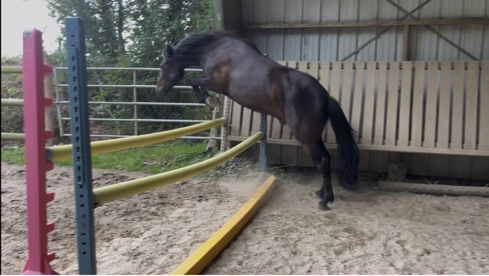 Gelding French Saddle Pony For sale 2023 Dark Bay