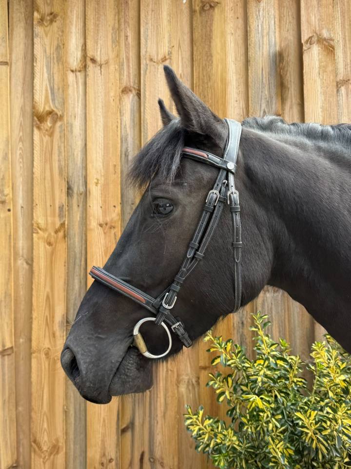 Gelding French Saddle Pony For sale 2023 Dark Bay