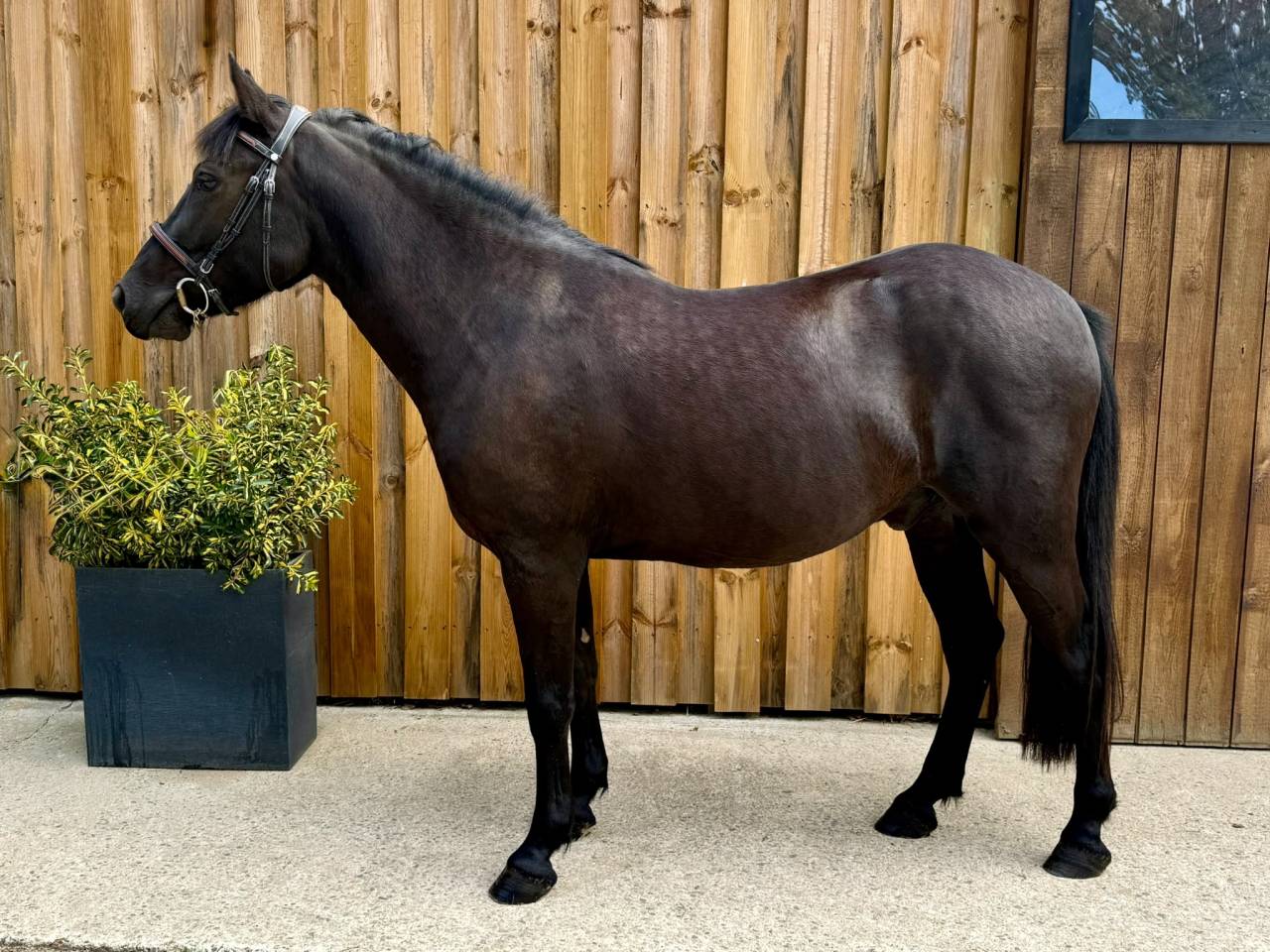 Gelding French Saddle Pony For sale 2023 Dark Bay