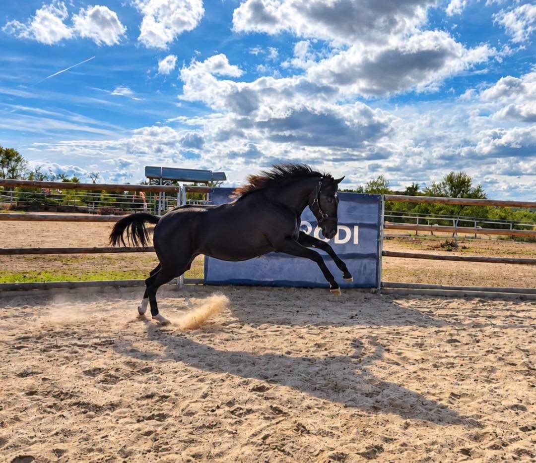 Filly Paint For sale 2025 Black