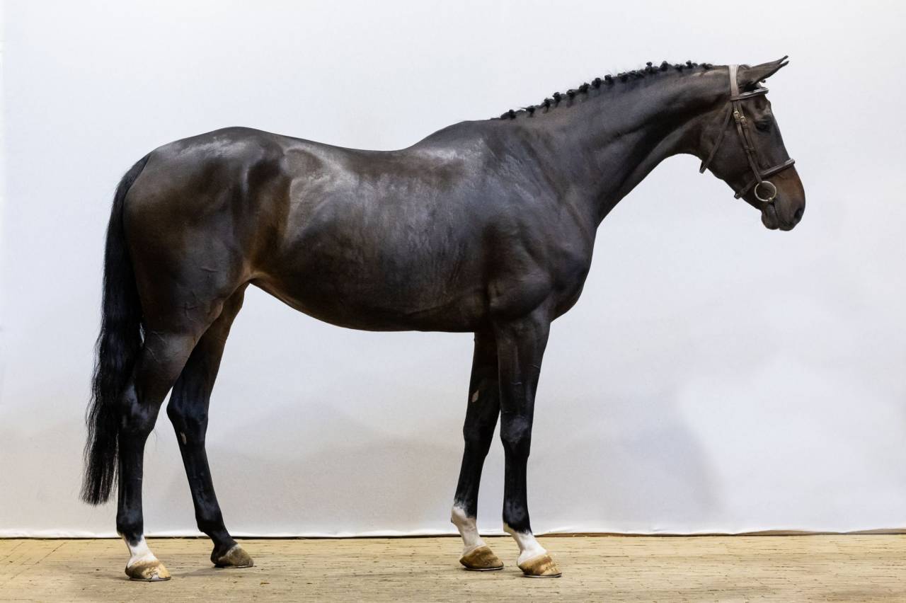 Mare Selle Fran&ccedil;ais For sale 2018 Bay
