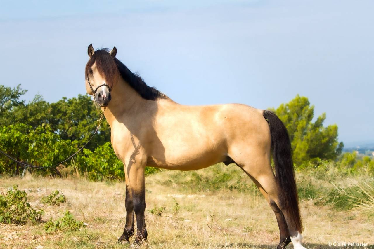 Stallion Welsh Pony (Section C) For sale 2019 Buckskin