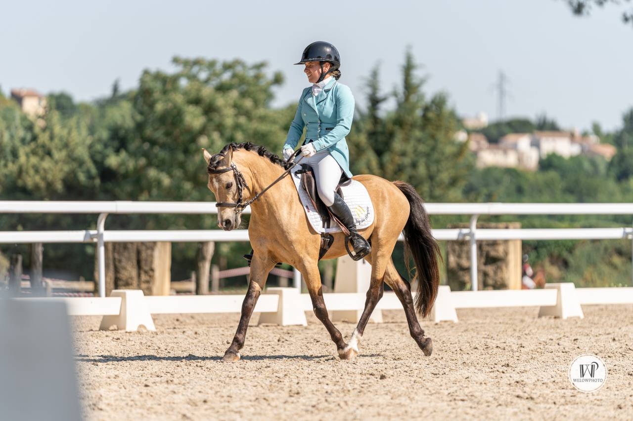 Stallion Welsh Pony (Section C) For sale 2019 Buckskin