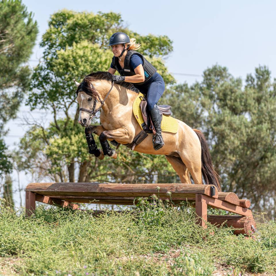 Stallion Welsh Pony (Section C) For sale 2019 Buckskin