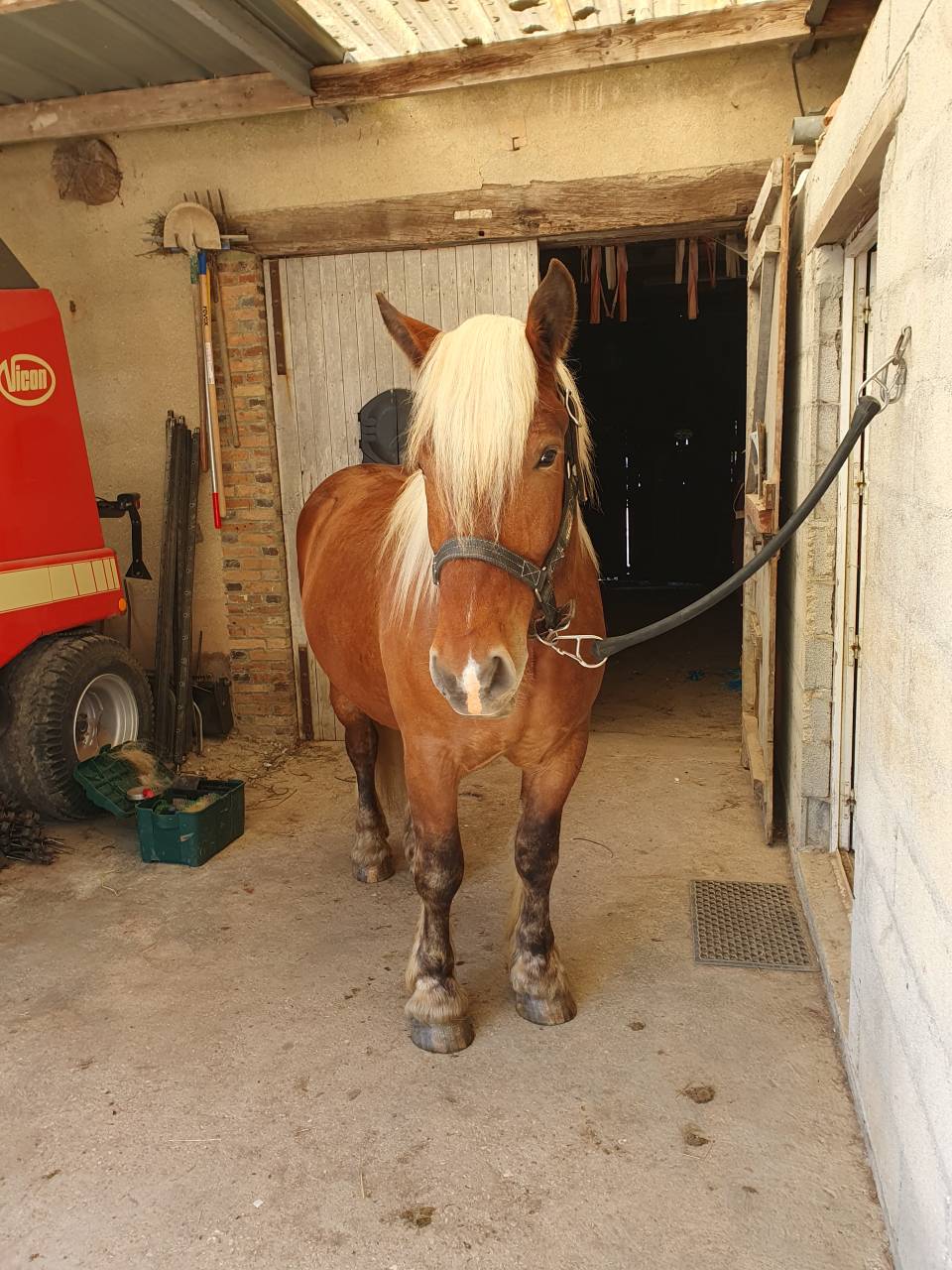 Gelding Comtois For sale 2023 Chesnut