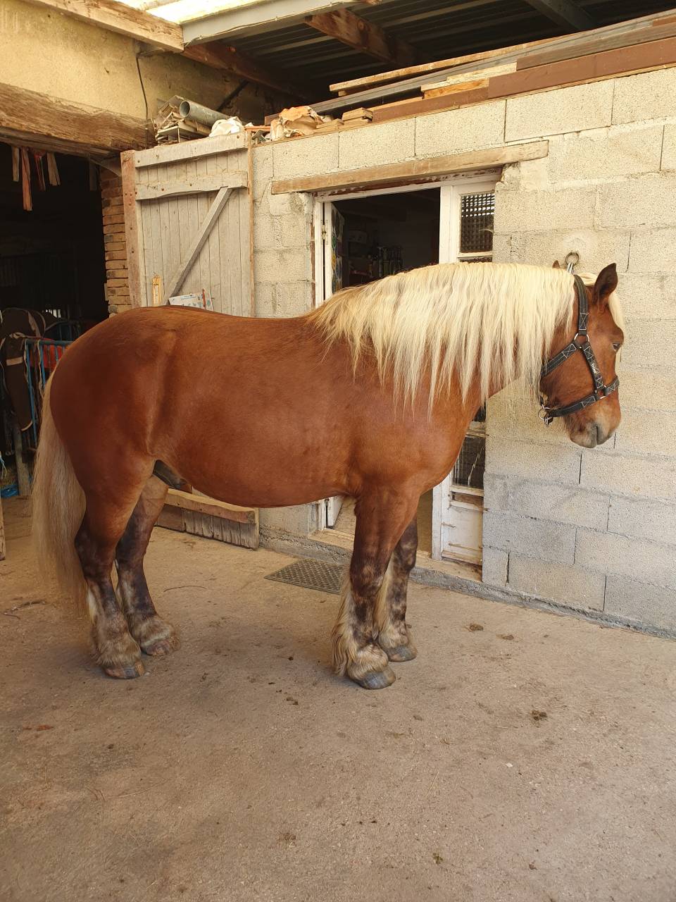 Gelding Comtois For sale 2023 Chesnut