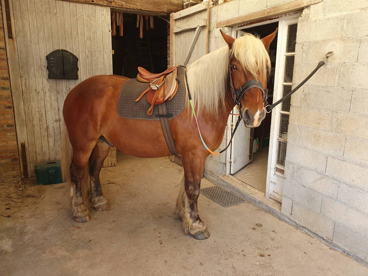 Gelding Comtois For sale 2023 Chesnut