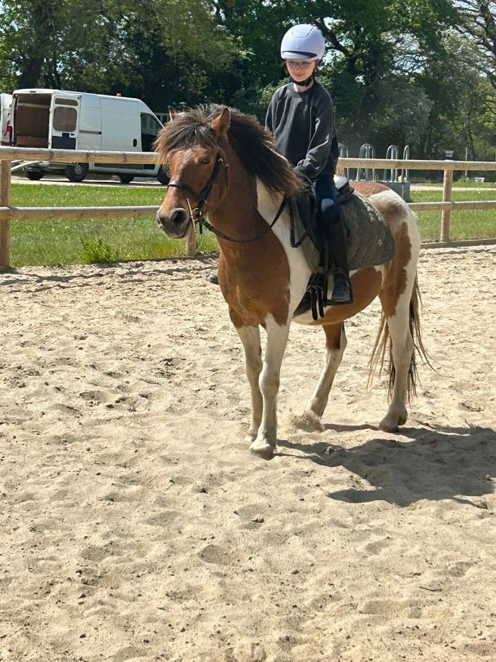 Gelding Belgian Riding Pony For sale 2020 Coloured