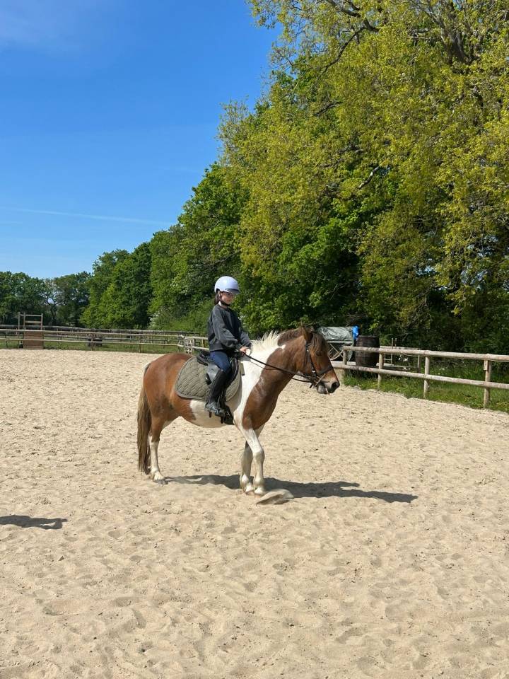 Gelding Belgian Riding Pony For sale 2020 Coloured
