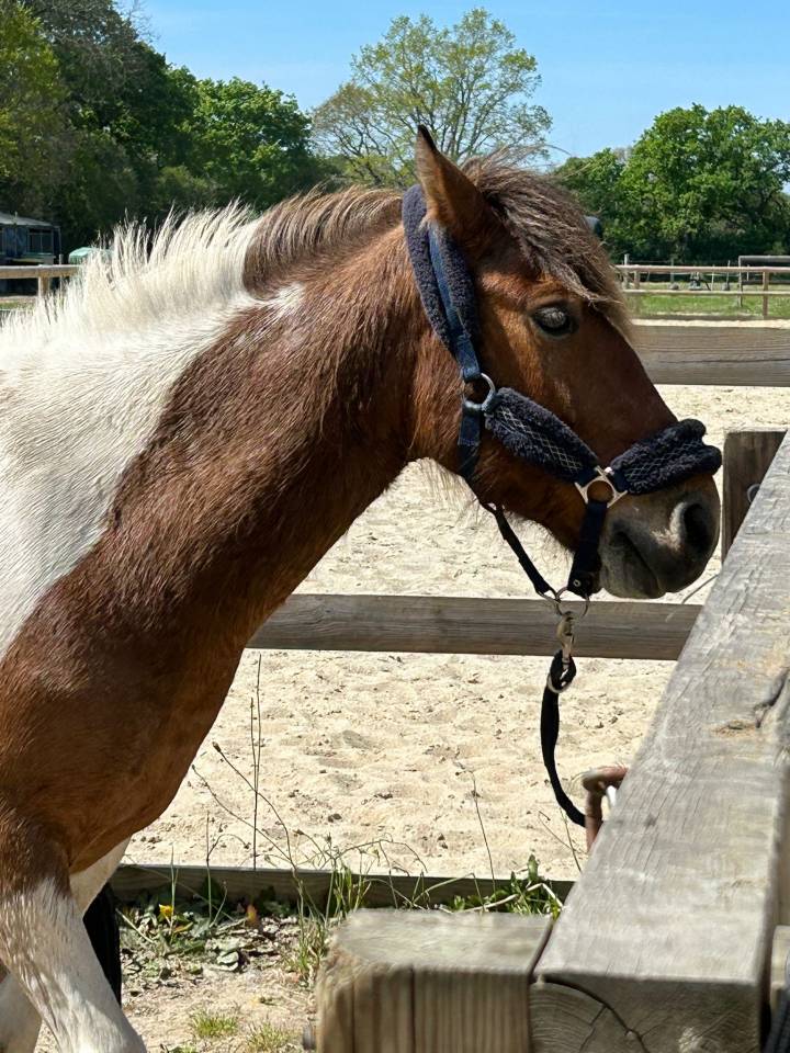 Gelding Belgian Riding Pony For sale 2020 Coloured