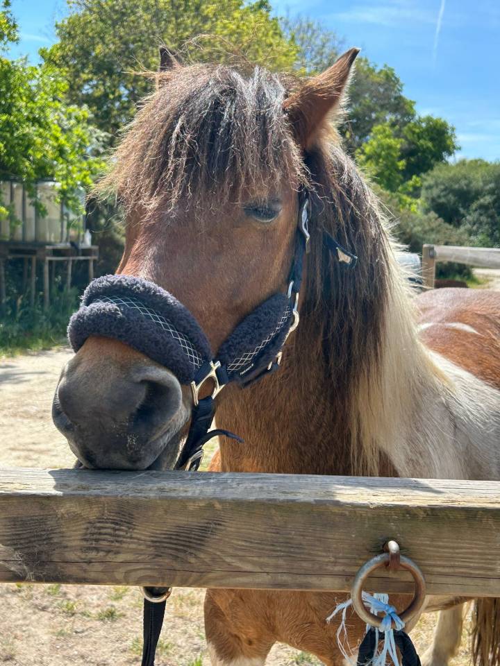 Gelding Belgian Riding Pony For sale 2020 Coloured