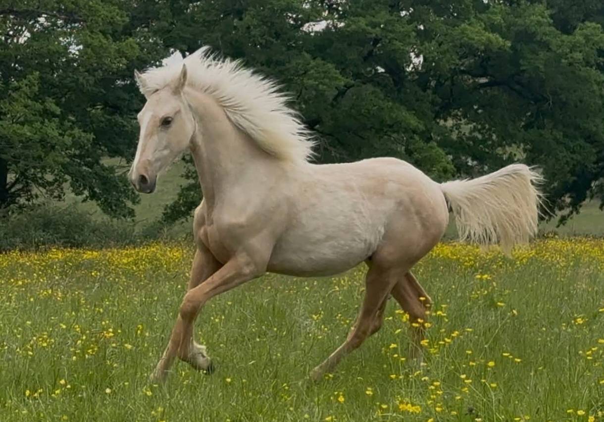 Gelding French Saddle Pony For sale 2025 Palomino