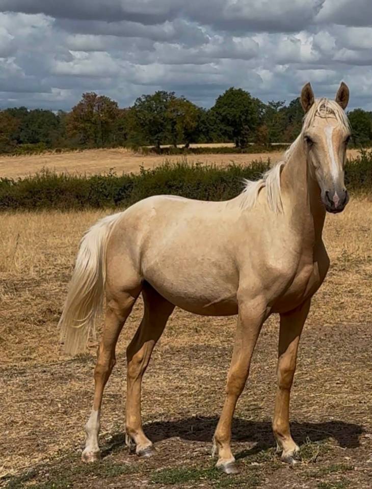 Gelding French Saddle Pony For sale 2025 Palomino