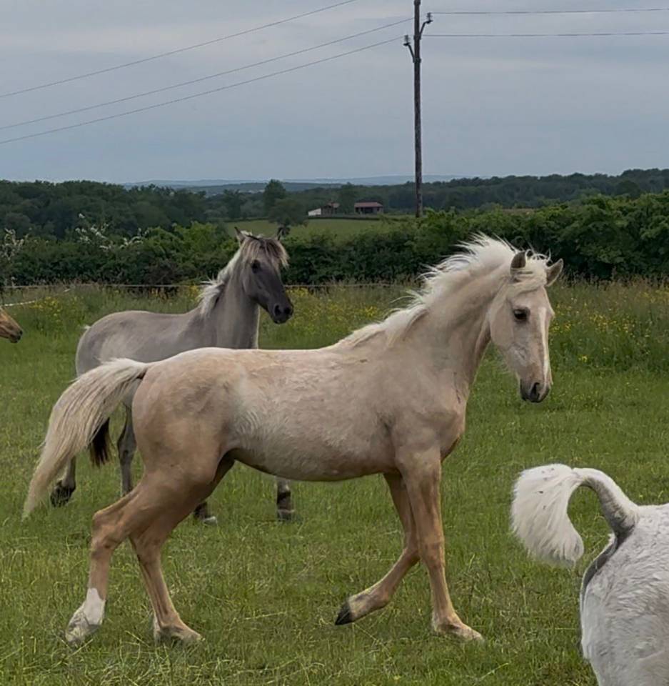Gelding French Saddle Pony For sale 2025 Palomino