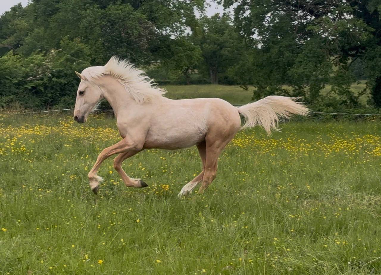 Gelding French Saddle Pony For sale 2025 Palomino