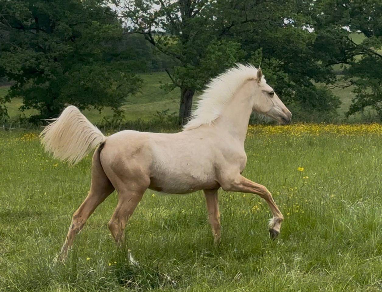 Gelding French Saddle Pony For sale 2025 Palomino