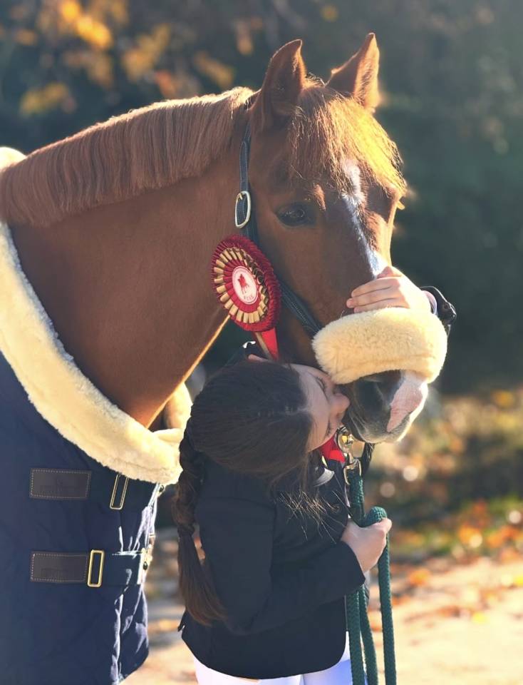 Gelding British Spotted Pony For sale 2015 Chesnut