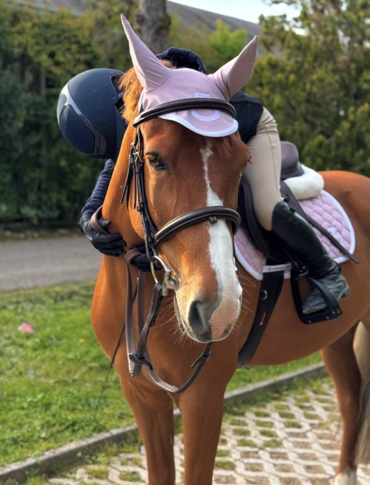 Gelding British Spotted Pony For sale 2015 Chesnut