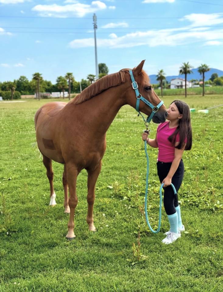Gelding British Spotted Pony For sale 2015 Chesnut
