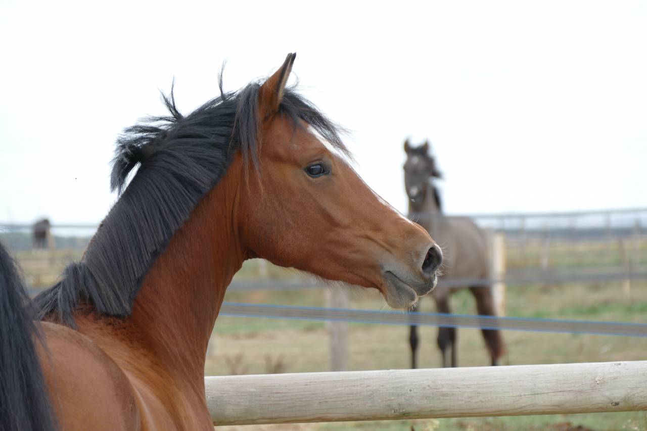 Entire German Riding Pony, Deutsches Reitpony For sale 2024 Bay