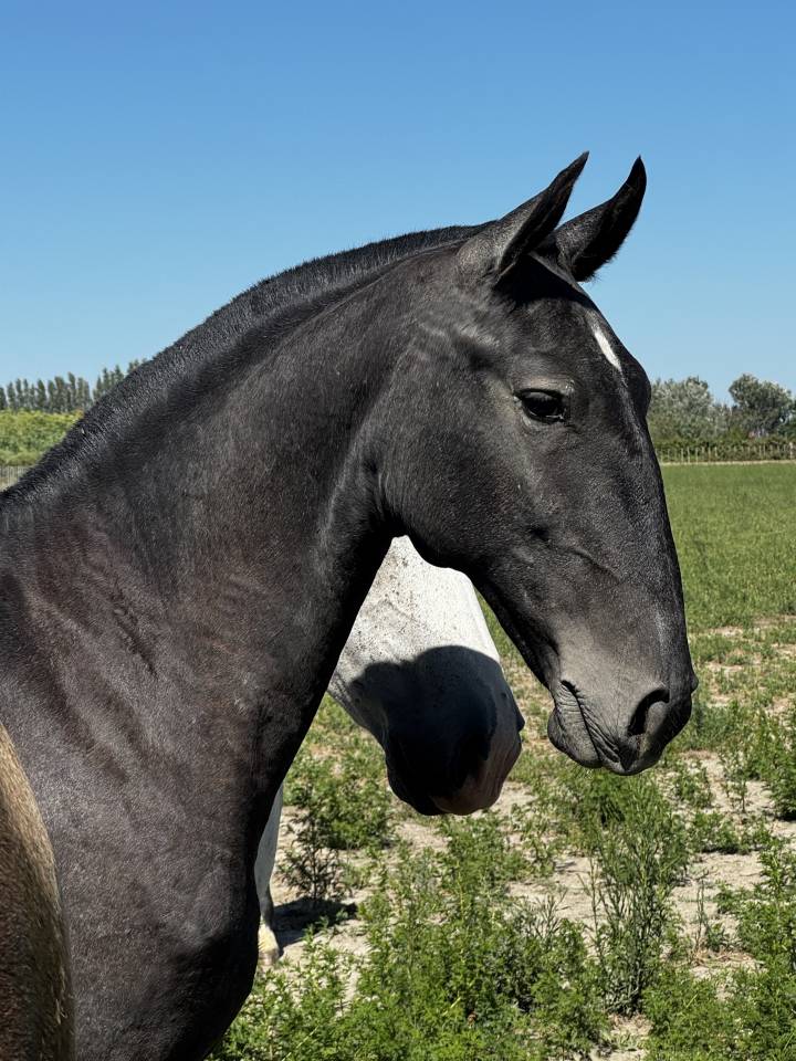 Filly Lusitano For sale 2025 Grey