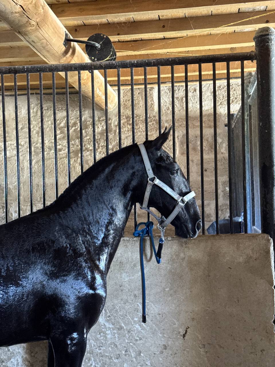 Filly Lusitano For sale 2025 Grey