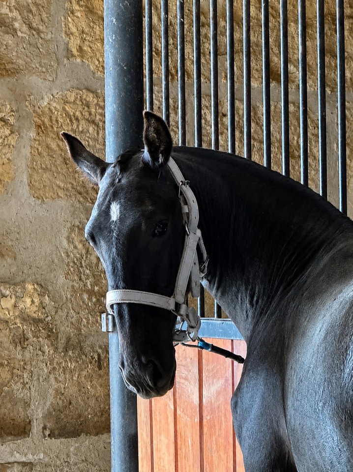 Filly Lusitano For sale 2025 Grey
