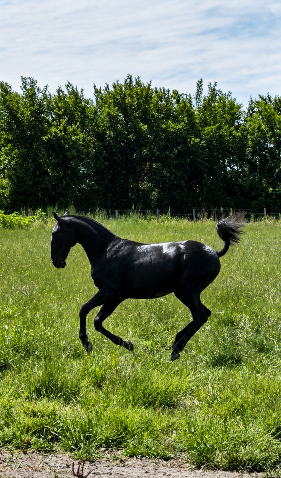 Filly Lusitano For sale 2025 Grey