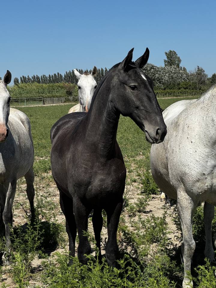 Filly Lusitano For sale 2025 Grey
