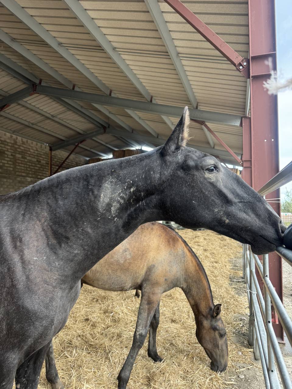 Filly Lusitano For sale 2025 Grey