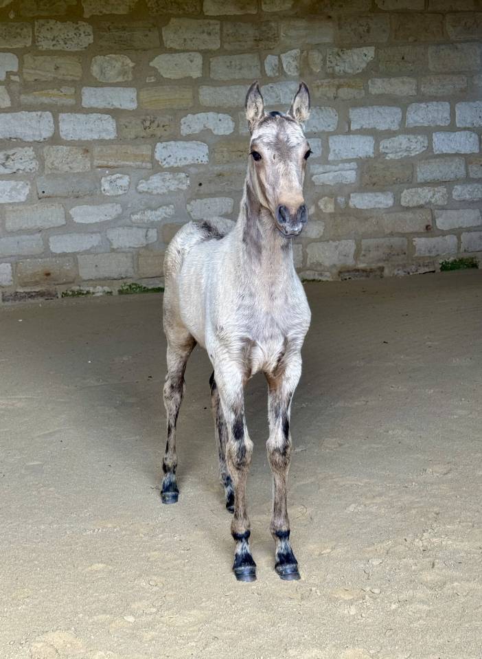 Filly Lusitano For sale 2026 Buckskin