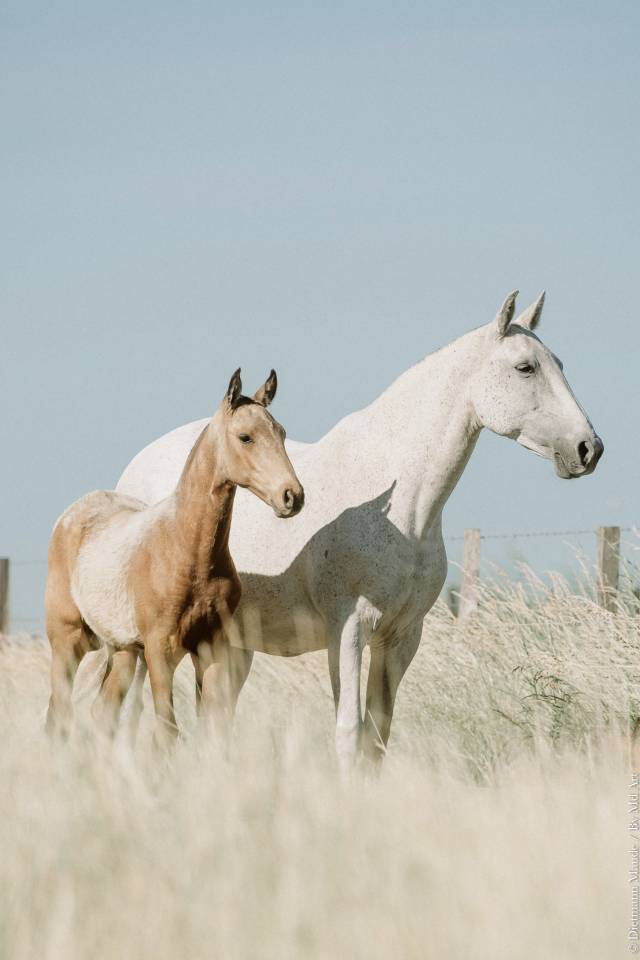 Filly Lusitano For sale 2026 Buckskin