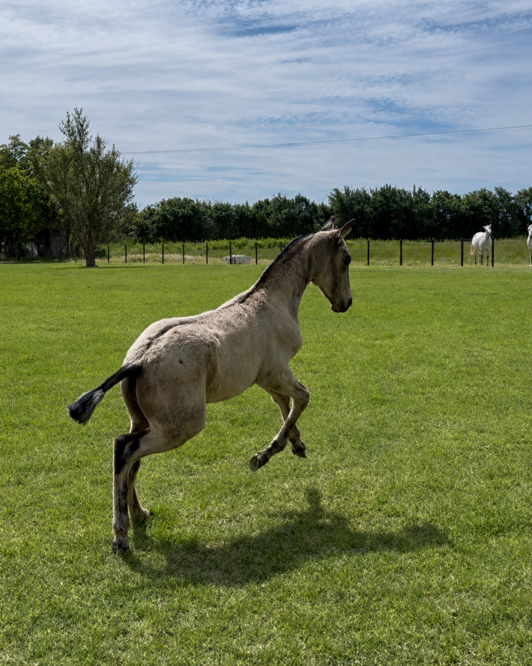 Filly Lusitano For sale 2026 Buckskin
