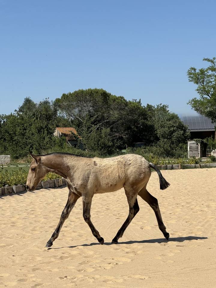 Filly Lusitano For sale 2026 Buckskin