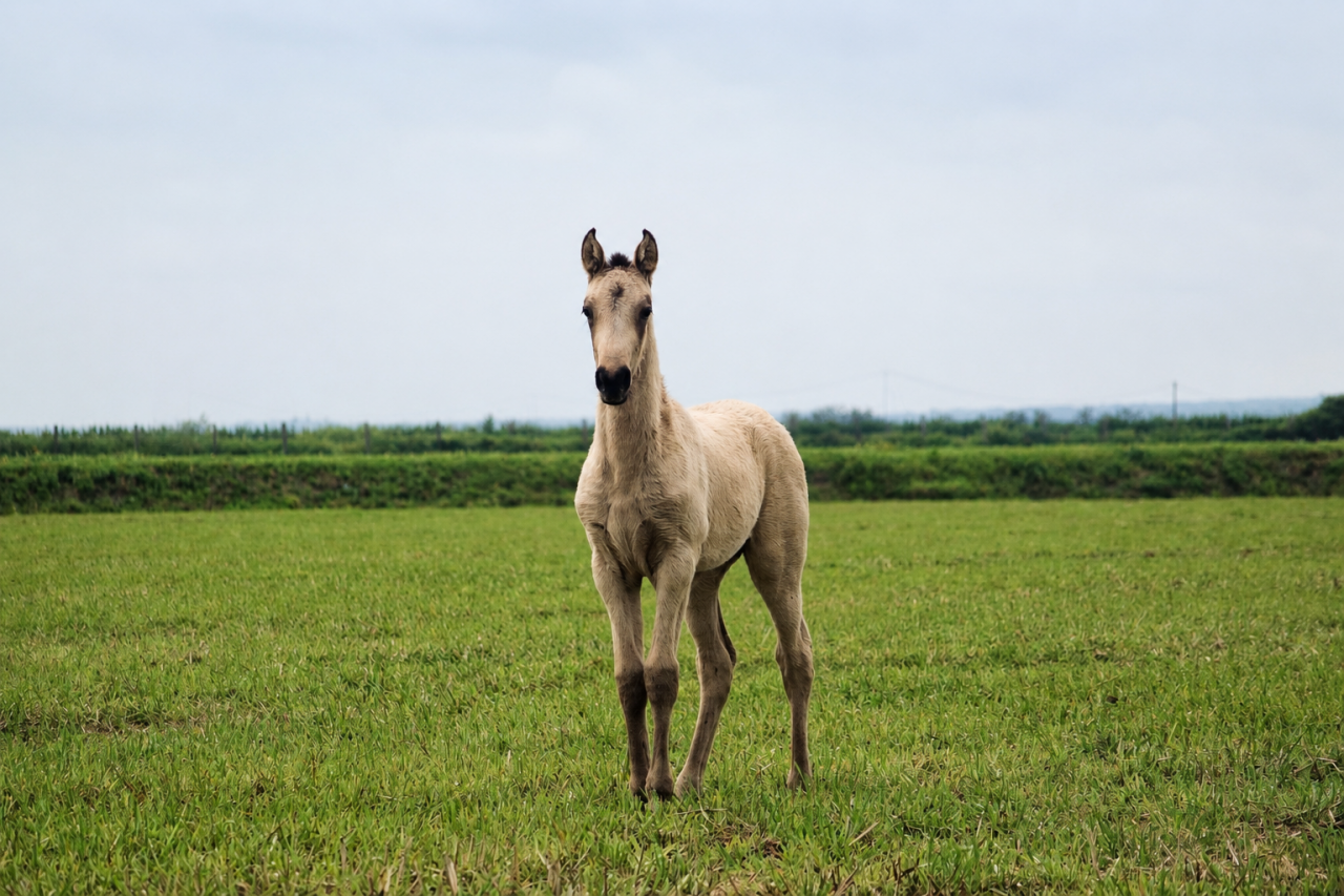 Filly Lusitano For sale 2026 Buckskin