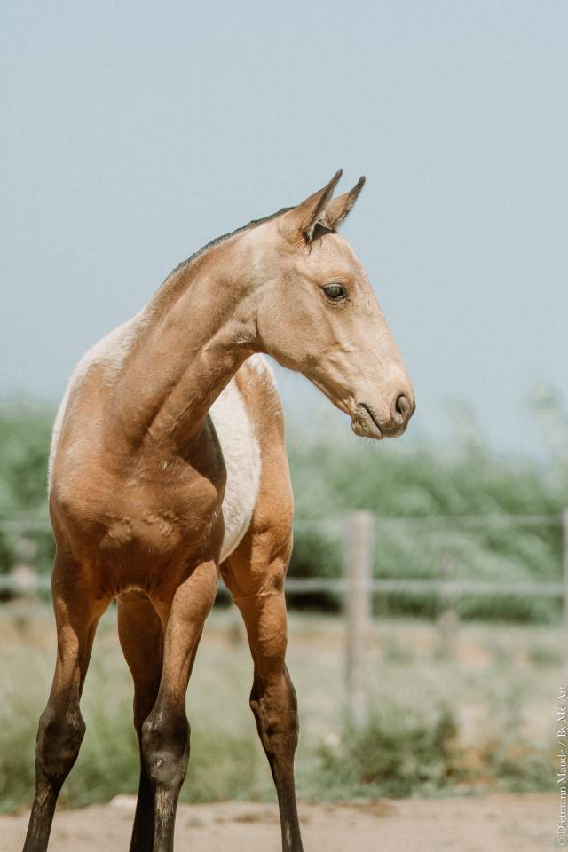 Filly Lusitano For sale 2026 Buckskin