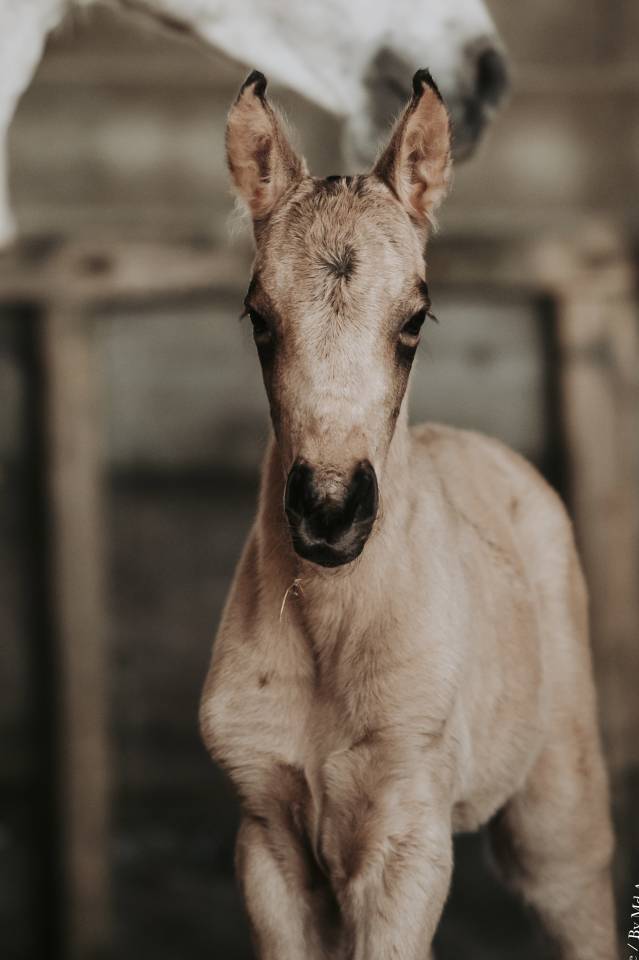 Filly Lusitano For sale 2026 Buckskin