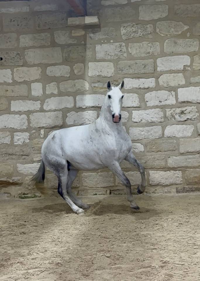 Broodmare Lusitano For sale 2013 Grey