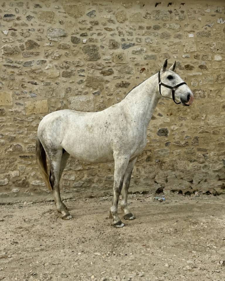 Broodmare Lusitano For sale 2013 Grey