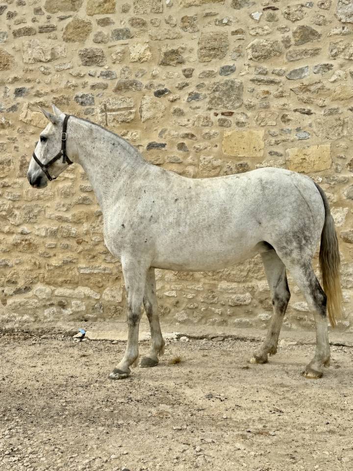 Broodmare Lusitano For sale 2013 Grey