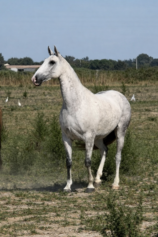 Broodmare Lusitano For sale 2013 Grey