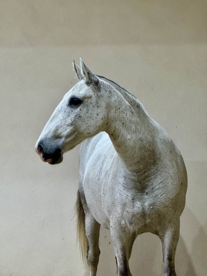 Broodmare Lusitano For sale 2013 Grey