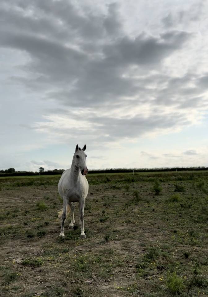 Broodmare Lusitano For sale 2013 Grey
