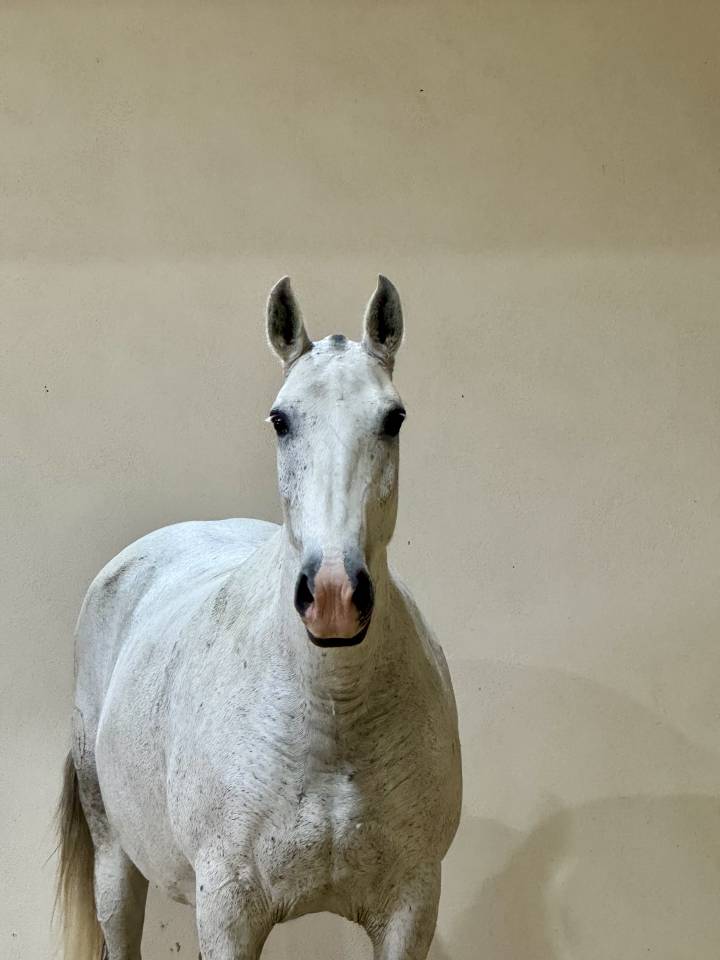 Broodmare Lusitano For sale 2013 Grey